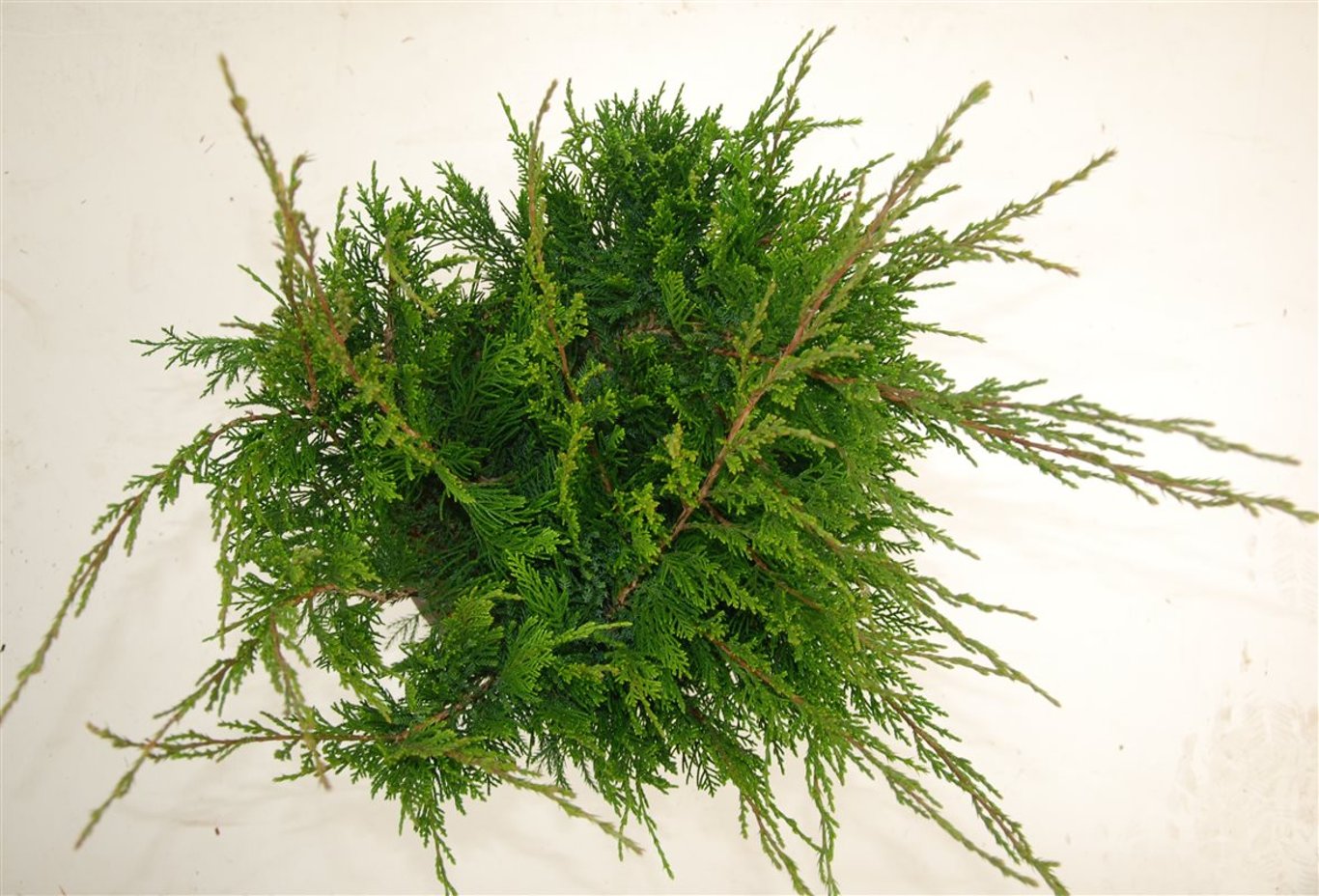 Juniperus pf. 'Mint Julep' - C5 30-40 CM